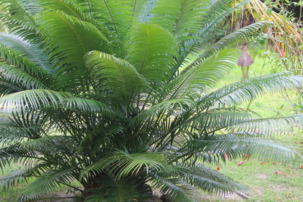 Pousada Quartinho De Praia Boipeba Island Ngoại thất bức ảnh